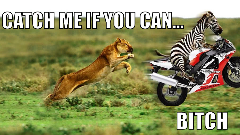 Catch me if you can, bitch! There is a lion chasing a zebra that is riding a motorcycle! The zebra says: "Catch me if you can, bitch!"